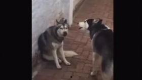 两只狗的生活意见视频,温馨演绎人生智慧