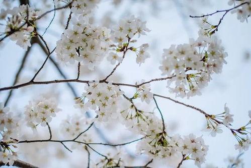 浪漫樱花视频,邂逅春日里的浪漫时光