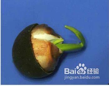 碗莲种植视频教程,视频教程带你轻松入门