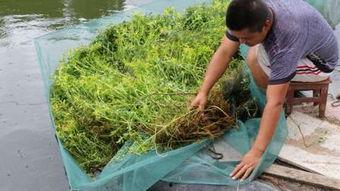 黄鳝网箱养殖视频,视频详解养殖全过程