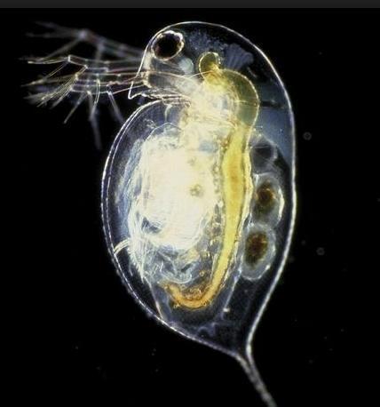 水蚤养殖视频,从视频中学到的养殖技巧与经验