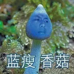 难受香菇视频原版,网络热梗背后的感人故事