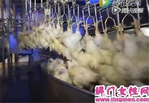 杀鸡怎么杀视频,视频教程大揭秘