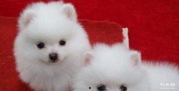 毒打博美狗狗视频,引发社会关注与反思